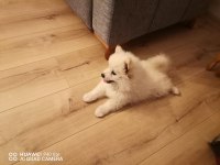 Erkek japon spitz