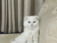 1 yaşında evde bebek gibi bakılmış kedimiz