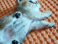 NY 25 tatlı bir minnoş oğlan british shorthair