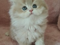 British Longhair Golden Cy12 Erkek
