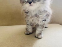British longhair 4 aylık erkek