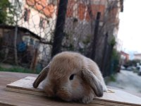 Holanda Lop Mini Lop Cuce Tavşanlar Gönderim Var