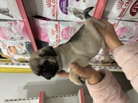 AŞILI ERKEK PUG YAVRU KÖPEĞİMİZ