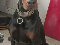 Üst Kalite Doberman Yavruları