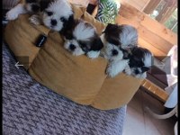 Sağlıklı shih tzu yavrular