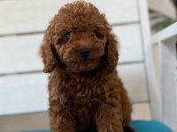 Minnacık toy poodle yavrularım