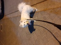 8 aylık erkek samoyed