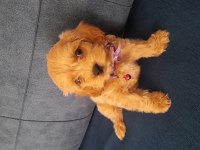 Maltipoo 3 aylık mecburiyetten satıyorum