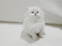 Cy 1133 british longhair point 50 günlük maviş