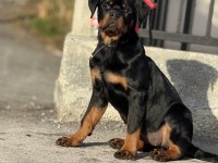 KİF kayıtlı rottweiler