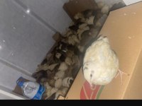 Yumurta garantili pırıl pırıl bıldırcın