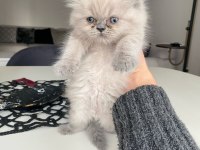 Evinizin chinchilla yeni neşesi sizi bekliyor