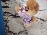 Pomeranian yavrumuz yeni sahibini arıyor