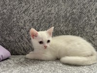 British shorthair yavrularımıza yeni yuva arıyoruz