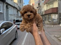 Orjinal Maltipo Yavrumuz 