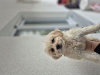 Maltipoo yavru 55 günlük