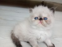 En güzelleri british longhair