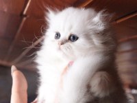 2 dişi ve 1 erkek şecereli british longhair yavrular