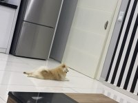 8 aylık pomeranian