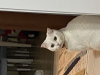 BRİTİSH DİŞİ KEDİSİ