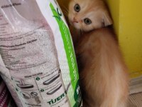 Orjinal safkan britishorthair yavrular