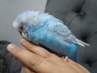 Konuşan ele alışık muhabbet kuşu