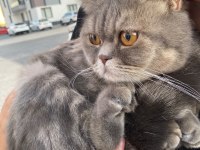 Akıllı Uysal Bi Kedimiz