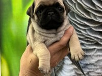 Pug Mops yavrularımız