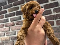 Teacup Poodle Yavrular