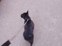 French bulldog