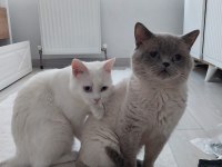 British Shorthair Kedisi