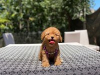 Poodle en mikrosu en özeli benim olsun isteyenlere