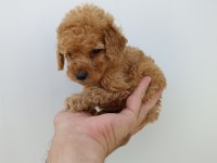 Orjinal Toy Poodle Bebeklerimiz