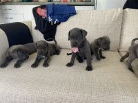 Anne Baba scrli Üst kalite Corso yavrularımız