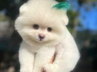 Pomeranian 2 Aylık Yavrumuz