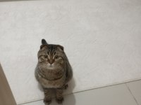 Scottish fold oğlum badem