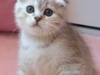Silver Tabby Scottish Fold