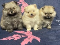 Pomeranian boo
