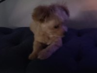 Maltepoo teacup dişi Yavrumuz 5 aylık yuva arıyoruz