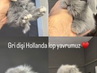 HOLLANDA LOP TAVŞANLARI