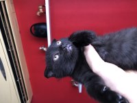 Scottish Fold Yavrular