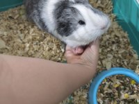 Ginepig adı poki
