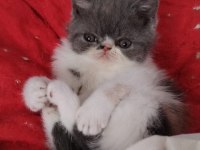 TÜM TÜRKİYE GENELİ GÖNDERİM MÜMKÜN KEDİMİZ