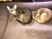 Safkan Abyssinian Yavrular