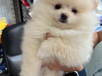 3 AYLIK DİŞİ pomeranian boo