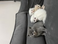 British shorthair gri