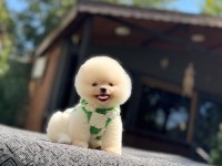 KORE KAN AYI SURAT POMERANİAN BOO YAVRULARIMIZ