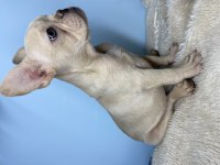 Renkli gözlü erkek french bulldog bebek yeni yuvasını arıyor