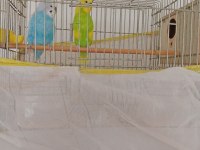 3 çift muhabbet 1 çift sevda papağanı