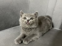 British Shorthair Dişi